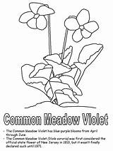 Violet Coloring Pages Purple Flower Jersey Color Wisconsin Wood Kidzone Clipart State Canada Popular Ws Geography Nj Violet2 Usa Activities sketch template