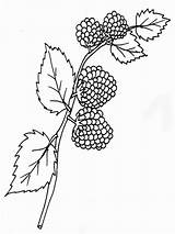 Blackberry Coloring Getdrawings Drawing sketch template