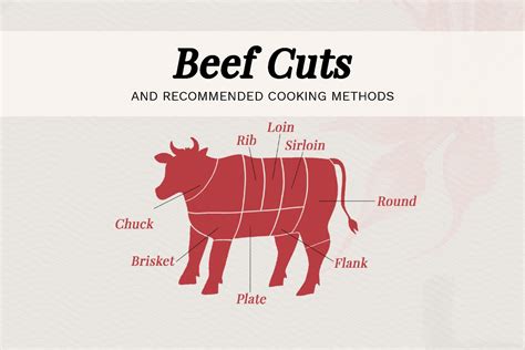 beef cuts loin rib sirloin guide   cuts  beef