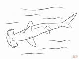 Coloring Shark Hammerhead Pages Sharks Printable Drawing Fish Great Medium sketch template