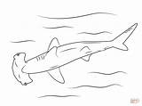 Hammerhead Martillo Hamerhaai Sharks Ausmalbilder Haie Squalo Haifisch Martello Hammerhai Tiburones Tiburón Hai Kleurplaat Supercoloring Kleurplaten Ausmalbild Tiere Iluminar Imprimir sketch template