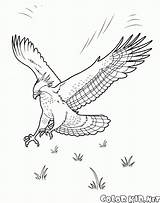 Aves águia sketch template