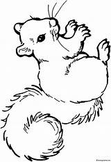 Eekhoorn Squirrel Squirrels Downloaden Vriend Uitprinten Dieren sketch template