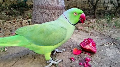 parrot eats  favourite fruit youtube