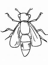 Coloring Fly Insect Giant Sheet Template sketch template