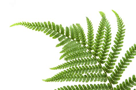 fern png   cliparts  images  clipground