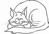 Cat Sleeping Coloring Pages Happily Getcolorings Getdrawings sketch template