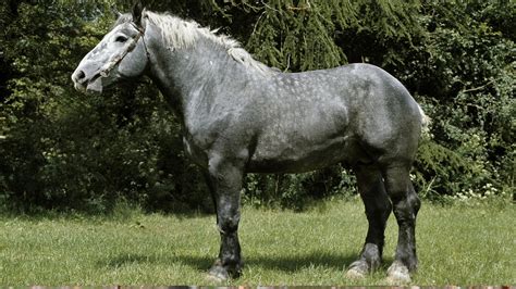 percheron  french draft horse breed facts colors