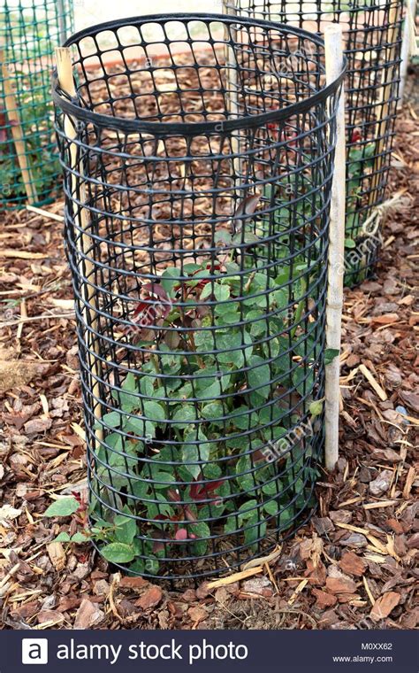 protecting rose plants  hard wire cage  protect  plants
