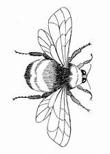 Hommel Hummel Kleurplaat Calabrone Malvorlage Bees sketch template