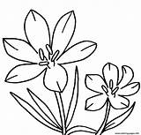 Crocus Clipart Flores Freecoloring Library sketch template