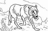 Hunting Coloring Pages Wolf Food Getdrawings sketch template