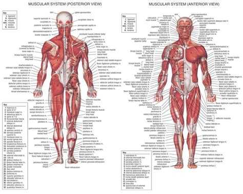 muscle anatomy ideas  pinterest human muscle anatomy anatomy  arm muscle anatomy