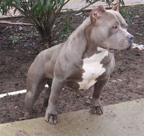 images  pitbull dogs  pinterest american pit blue