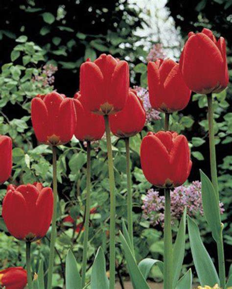 tulip apeldoorn peter nyssen buy flower bulbs  plants