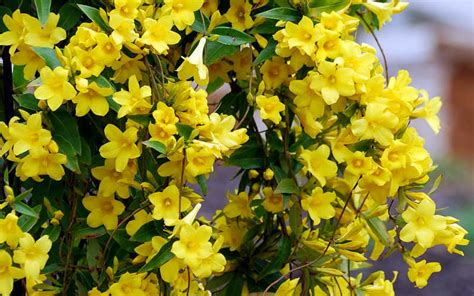 Buy Yellow Carolina Jasmine Vine For Sale Online From Wilson Bros Gardens