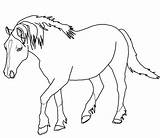Horse Coloring Pages Palomino Horses Color Print Welsh Rearing Printable Pony Realistic Drawing Cute Outlines Draft Kids Shetland Animal Quarter sketch template