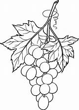 Grapes Bunch Drawing Printable Line Coloring Grape 2010 January Originally Designed September Beccy Place Drawings Beccysplace Leaf Challenge Pages Template sketch template