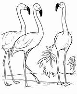 Flamingo Colorir Flamingos Drawing Fenicottero Colorare Conversando Ausmalbilder Sketches Birds Fenicotteri Tudodesenhos Dormindo Identification Kinder sketch template