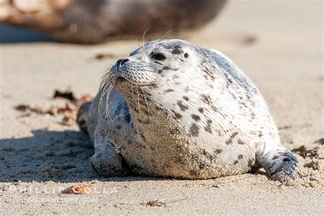 pacific harbor seal pup phoca vitulina richardsi la jolla california