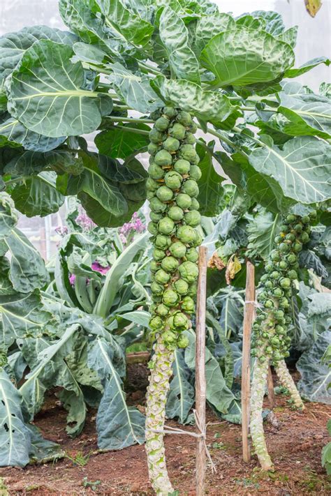 brussels sprouts grow kitchn