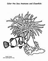 Anemone Coloring Sea Clownfish Pages Designlooter Piece Getdrawings Sized Below Support Click Getcolorings Nature Color 792px 5kb sketch template