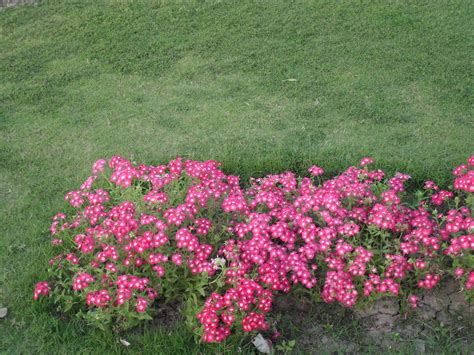 filepink flowers shrubjpg
