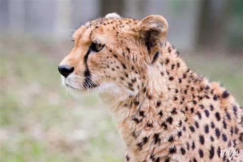 cheetah beekse bergen   netherlands marion thijs flickr