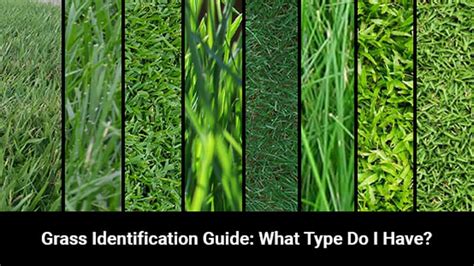 grass identification guide     grass type lawnstar