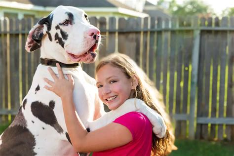 Are Male Or Female Great Danes Better