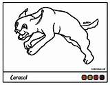 Caracal sketch template