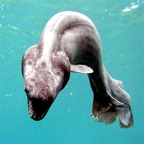 frilled shark ocean treasures memorial library