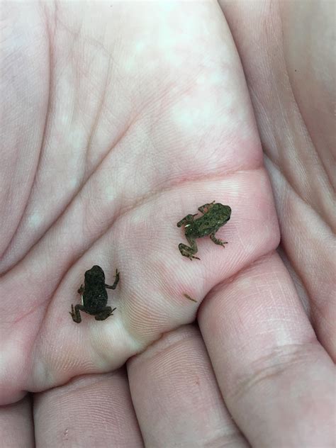tiny frogs rtinyanimalsonfingers