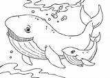 Whale Coloring Pages Printable Kids Humpback Ballenas sketch template