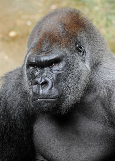 silverback gorilla strength aniulsd