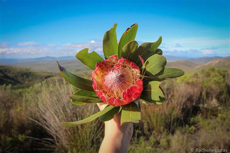 exploring  exotic plants  south africa  travel bite