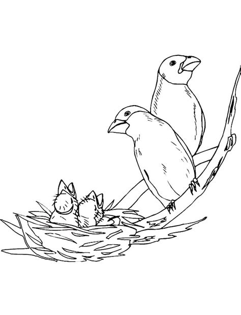 bird family bird nest coloring pages  place  color