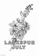 Larkspur sketch template