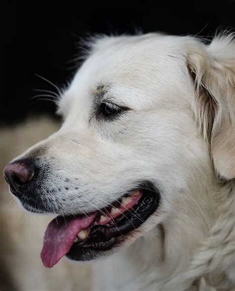 great pyrenees lab mix shop