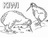 Kiwi Bird Coloring Pages Animal Print sketch template