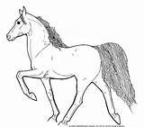 Paso Fino Horse Coloring Pages Template sketch template