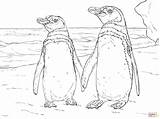 Humboldt Penguin Coloring Pair Pages Printable sketch template