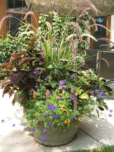 container plants plants container gardening