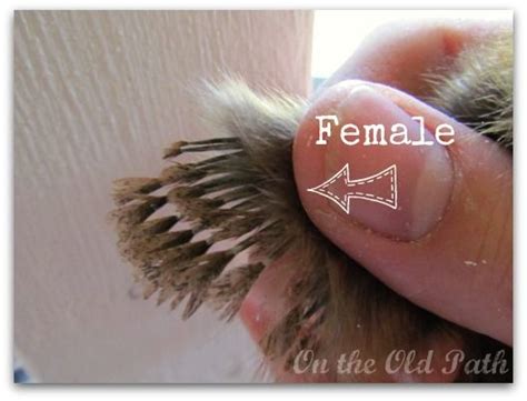 how to sex day old chicks one even row of feathers on