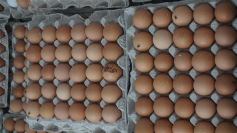 Keragaman Pemasaran Telur Ayam Ras Di Indonesia Poultry Indonesia