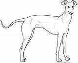 Greyhound Lines Italian Deviantart sketch template