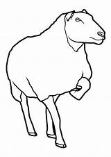 Mouton Coloriage Animaux Moutons Coloriages Partage Imprime Télécharge sketch template