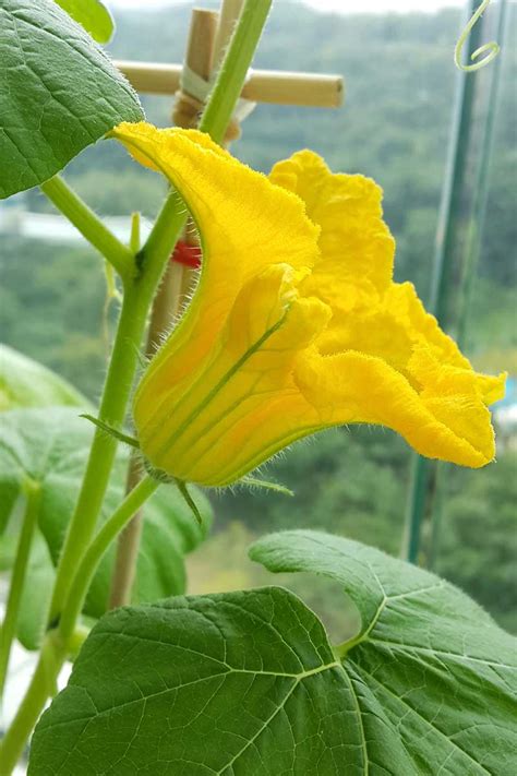 reasons  pumpkin vine isnt blooming gardeners path