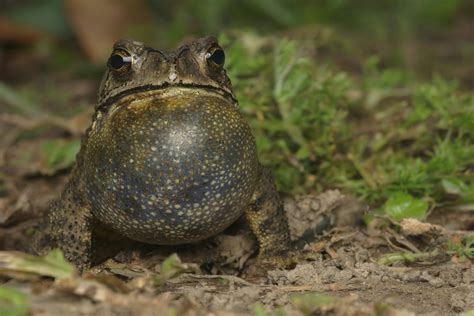 murder  crows   exploding toad epidemic