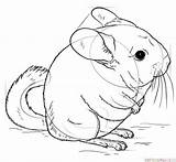Chinchilla Drawing Draw Coloring Tutorials Animals Drawings Step Pages Supercoloring Printable Sketch Getdrawings Chinchillas Kids sketch template